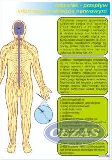 PRZEPŁYW INFORMACJI W UKŁADZIE NERWOWYM - PLANSZA  (PLA428) PRZEPŁYW INFORMACJI W UKŁADZIE NERWOWYM - PLANSZA  (PLA428)