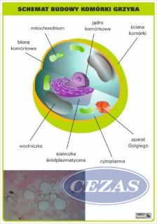 SCHEMAT BUDOWY KOMÓRKI GRZYBA PLANSZA  (PLA485) SCHEMAT BUDOWY KOMÓRKI GRZYBA PLANSZA  (PLA485)