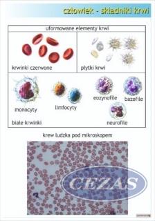 SKŁADNIKI KRWI PLANSZA (PLA421) SKŁADNIKI KRWI PLANSZA (PLA421)