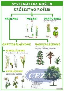 SYSTEMATYKA ROŚLIN PLANSZA  (PLA376) SYSTEMATYKA ROŚLIN PLANSZA  (PLA376)