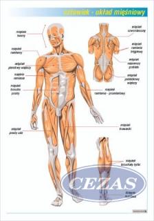 UKŁAD MIĘŚNIOWY PLANSZA  (PLA393) UKŁAD MIĘŚNIOWY PLANSZA  (PLA393)