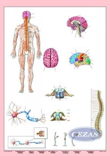 UKŁAD NERWOWY CZŁOWIEKA PLANSZA DWUSTRONNA  (PLA261) UKŁAD NERWOWY CZŁOWIEKA PLANSZA DWUSTRONNA  (PLA261)