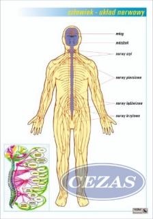 UKŁAD NERWOWY PLANSZA  (PLA403) UKŁAD NERWOWY PLANSZA  (PLA403)