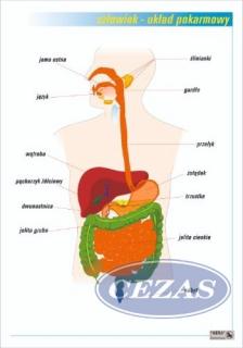 UKŁAD POKARMOWY PLANSZA  (PLA399) UKŁAD POKARMOWY PLANSZA  (PLA399)