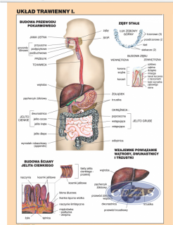UKŁAD TRAWIENNY CZŁOWIEKA CZ.1 PLANSZA  (PLA262) UKŁAD TRAWIENNY CZŁOWIEKA CZ.1 PLANSZA  (PLA262)