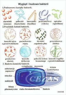 WYGLĄD I BUDOWA BAKTERII PLANSZA  (PLA487) WYGLĄD I BUDOWA BAKTERII PLANSZA  (PLA487)