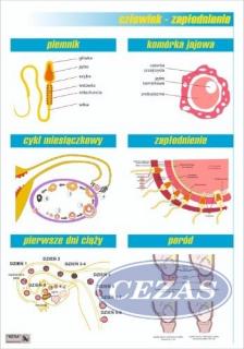 ZAPŁODNIENIE PLANSZA  (PLA412) ZAPŁODNIENIE PLANSZA  (PLA412)