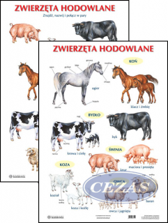 ZWIERZĘTA HODOWLANE PLANSZA DWUSTRONNA  H (PLA322) ZWIERZĘTA HODOWLANE PLANSZA DWUSTRONNA  H (PLA322)