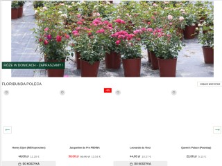 Hodowle róż ogrodowych - Szkółka Końskowola, sprzedaż wysyłkowa