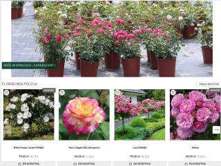 Hodowle róż ogrodowych - Szkółka Końskowola, sprzedaż wysyłkowa